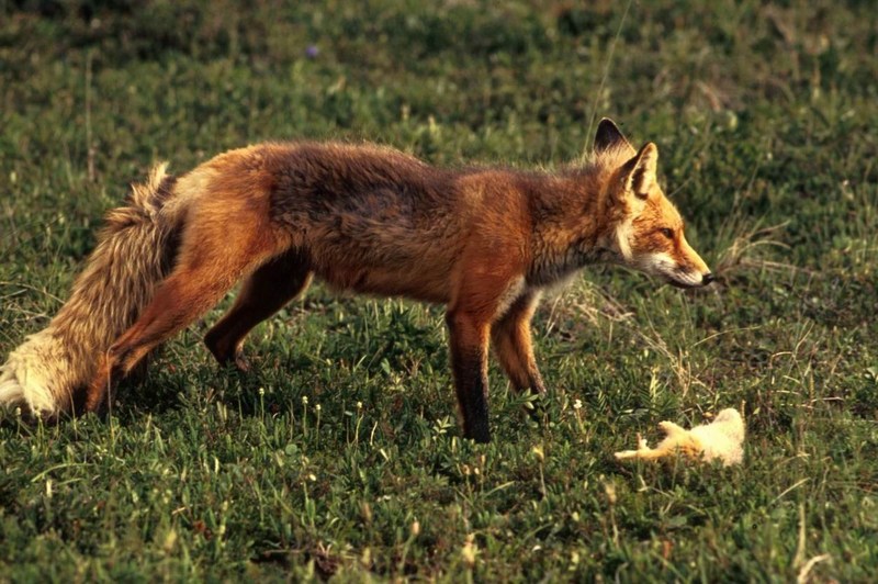 Red Fox with Prey.jpg