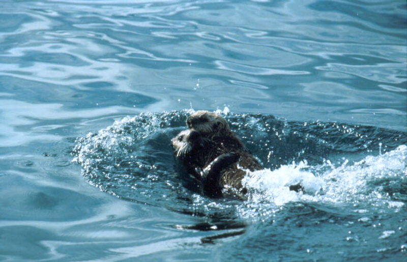 Sea Otter.jpg