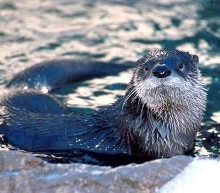 North American river otter.jpg