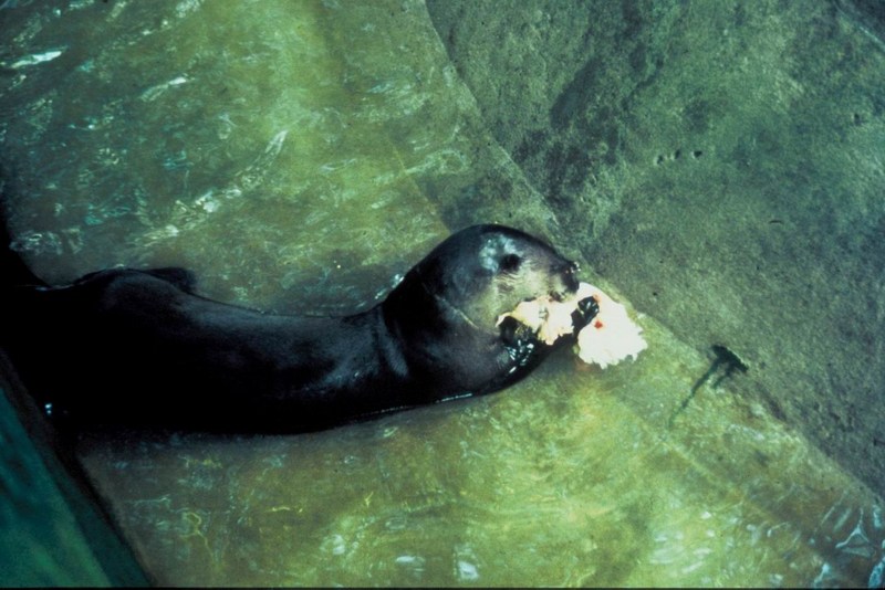 Brazilian Giant Otter.jpg