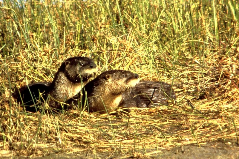 River Otters.jpg