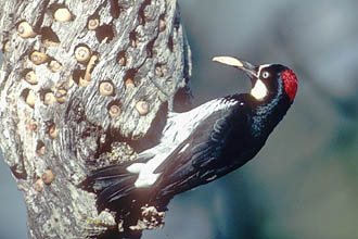Acorn Woodpecker - Jasper Ridge Biological Preserve, California, September 1989 , Photo by Peter LaTourrette.jpg