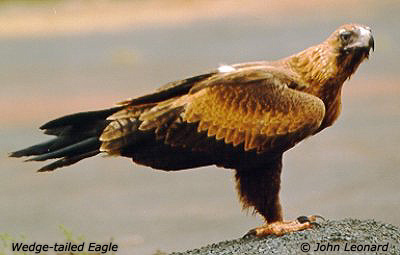 Aquila audax - Wedge-tailed Eagle - Photographer John Leonard.jpg