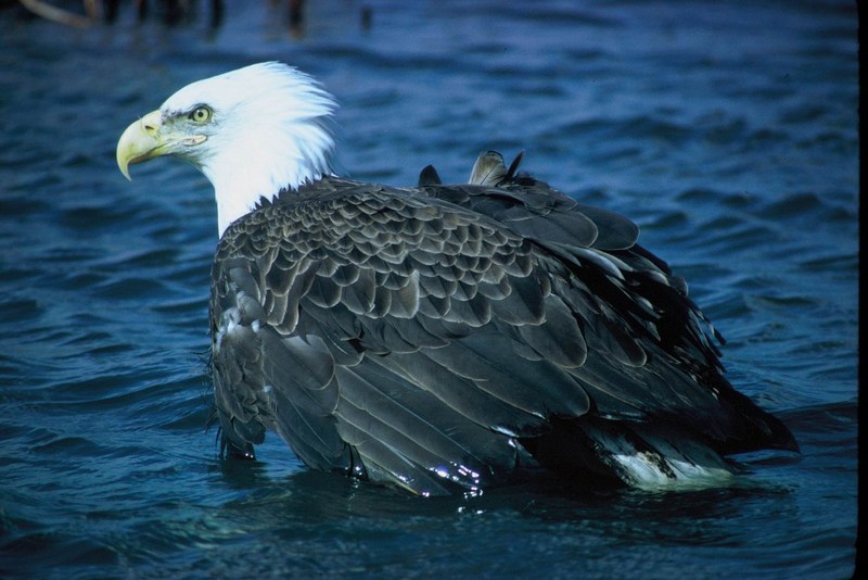 Adult Bald Eagle.jpg
