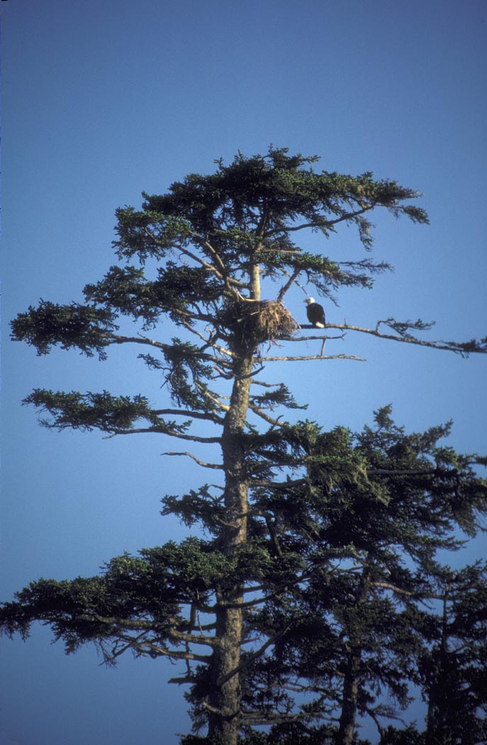 Bald Eagle and Nest.jpg