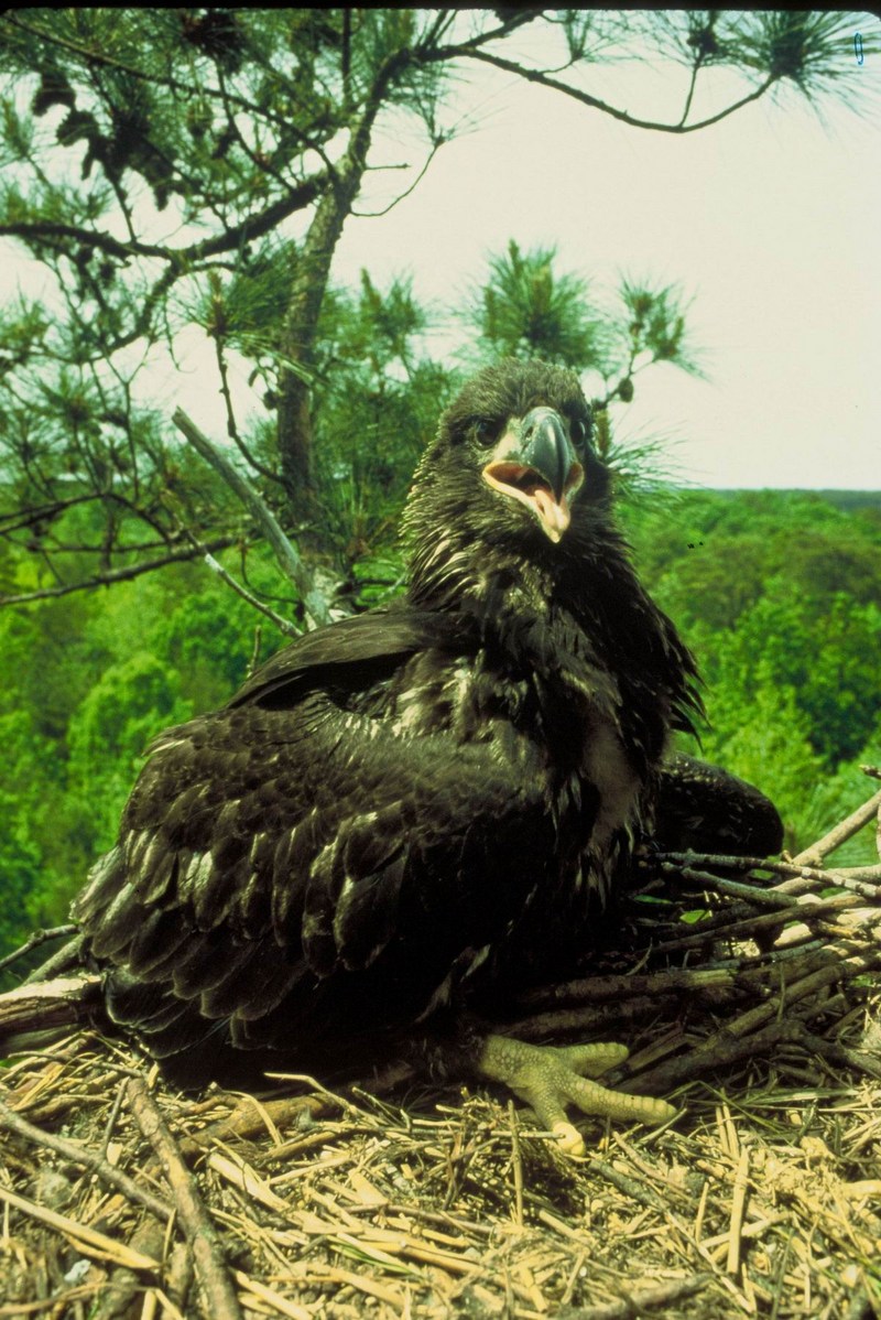 Bald Eagle Chick.jpg