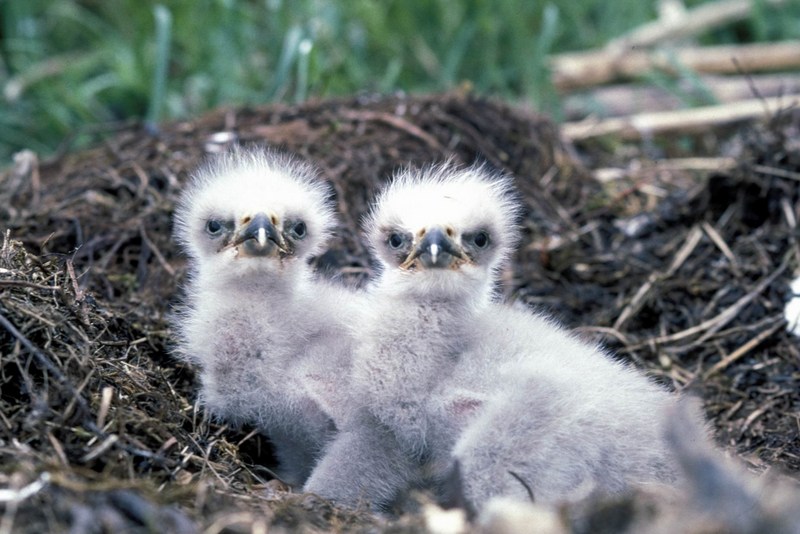 Bald eagle chicks.jpg