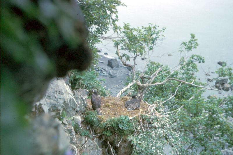 Bald Eagle Cliff Nest with Fledglings.jpg