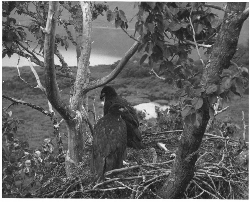 Bald Eagle Fledglings in Nest.jpg