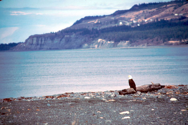 Bald Eagle on Beach.jpg