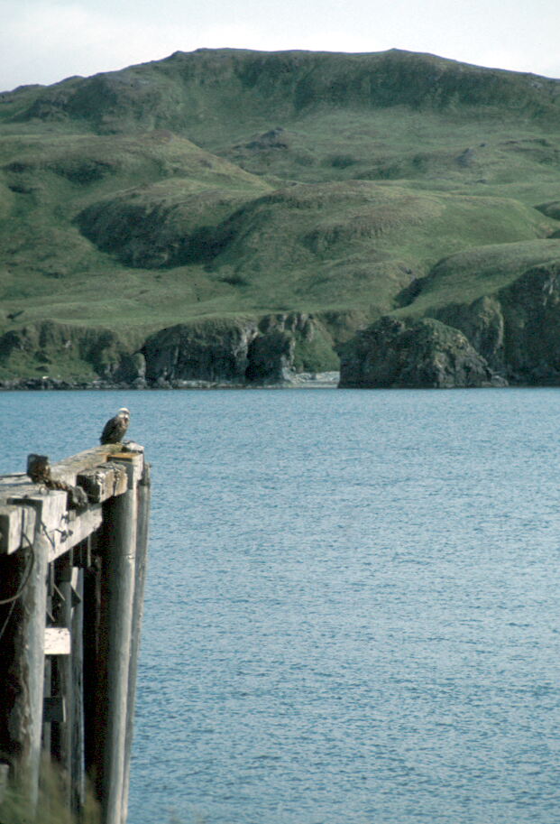 Bald Eagle on Pier.jpg
