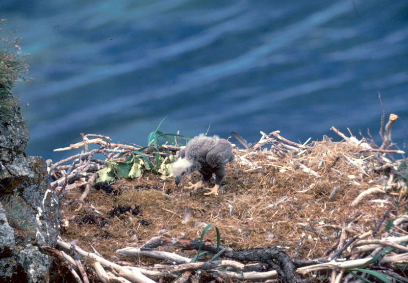 Bald Eagle Young in Nest.jpg