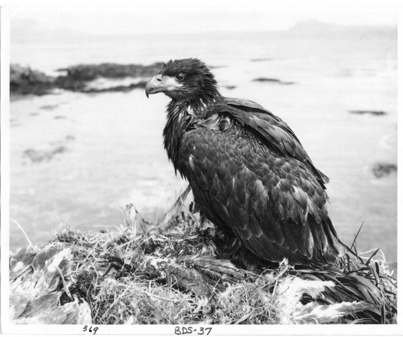 Fledgling Bald Eagle in Nest.jpg