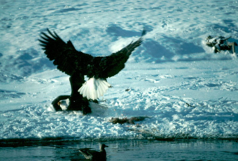 Bald Eagles Fighting over Fish.jpg
