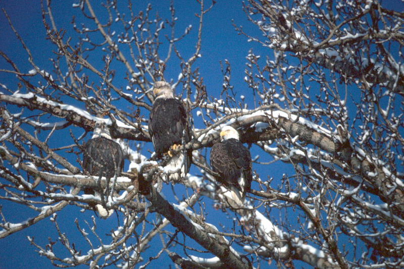 Bald Eagles in Tree.jpg