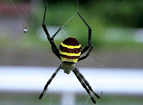 Far Eastern orb weaving spider - Argiope amoena - female.jpg