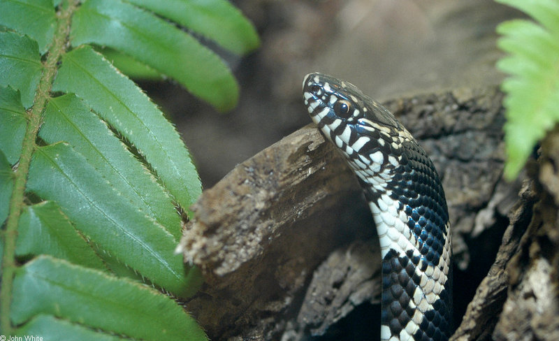 eastern king snake1.jpg