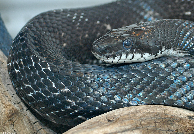 Black Rat Snake (Elaphe obsoleta obsoleta).jpg