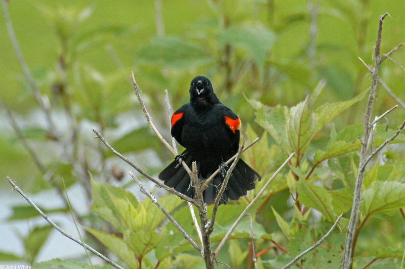 red-winged blackbird001.JPG