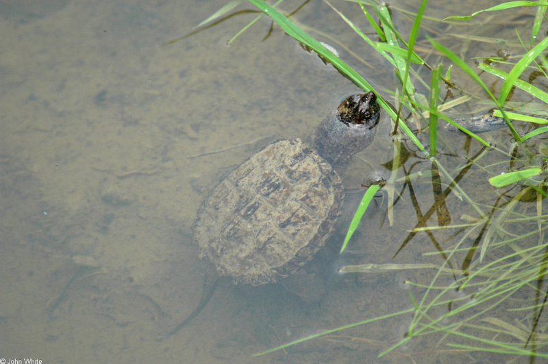 snapping turtle.JPG