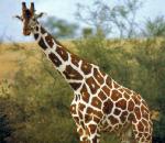 Reticulated Giraffe.jpg