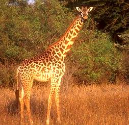 Masai giraffe.jpg
