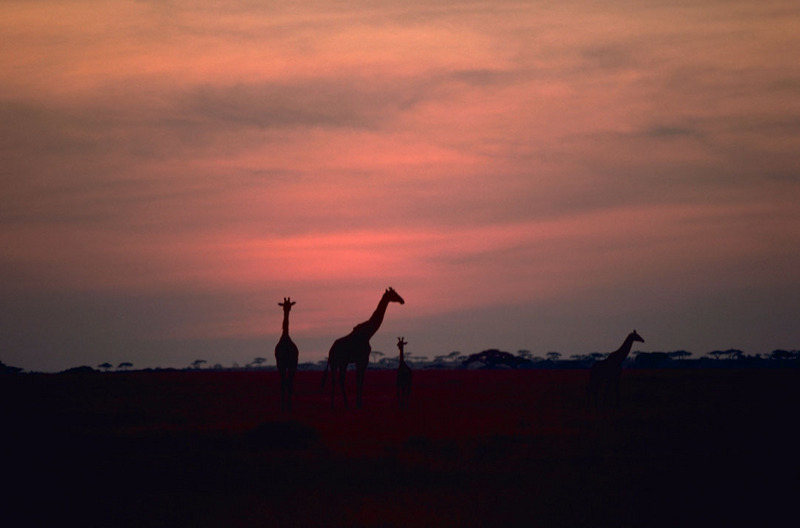 Giraffes in African Sunset.jpg