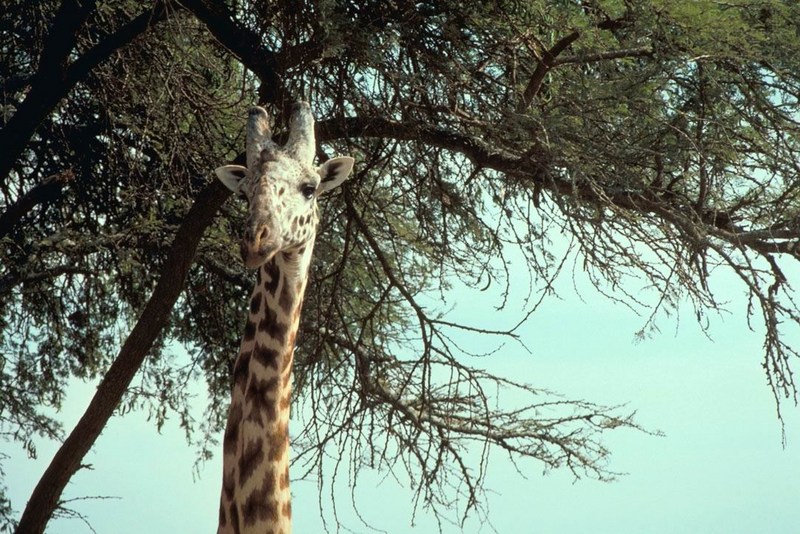 Masai giraffe.jpg