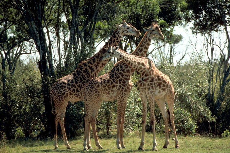 Masai giraffes.jpg
