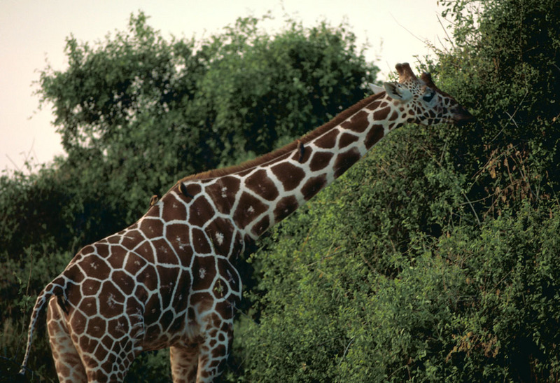 Reticulated giraffe.jpg