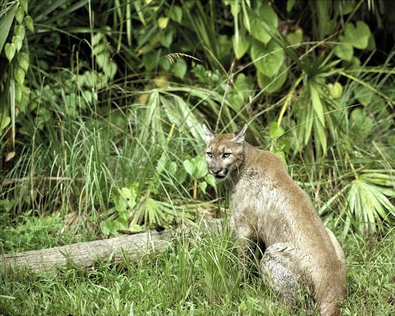 Florida Panther National Wildlife Refuge.jpg