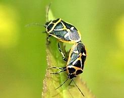 Northern silk stink bug pair - mating.jpg