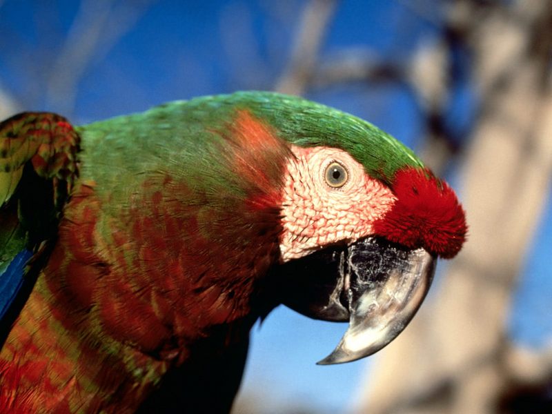 Hybrid Macaw.jpg