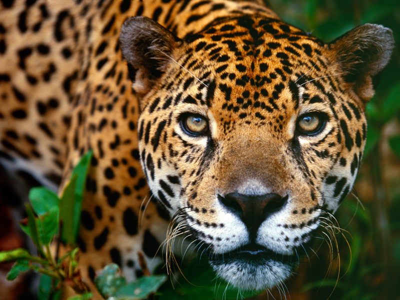 Jaguar Belize.jpg