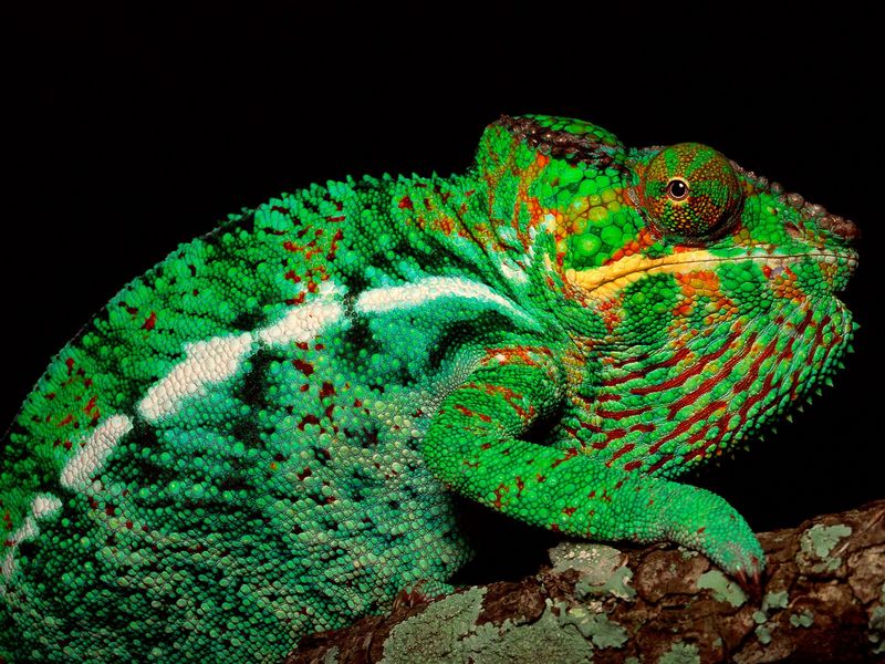 Male Panther Chameleon Madagascar.jpg