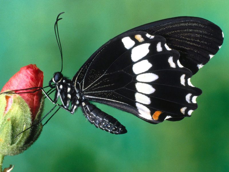 Papilio Polytes Butterfly.jpg