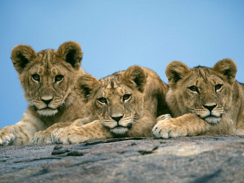 Sleepy Lion Cubs Africa.jpg