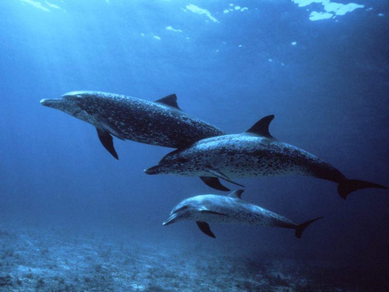 Spotted Dolphins Bahamas.jpg
