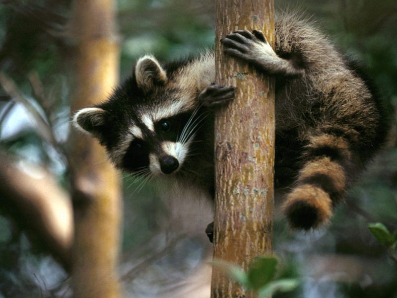 Tree Hugger Raccoon.jpg