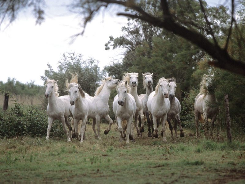 Wild and Free Camargue Horses.jpg