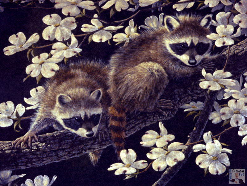 Catsmeat SDC 2004WWC 03 Dogwood Hideout-Racoons.jpg