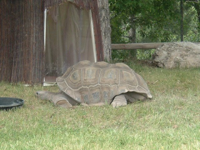 Aldabra Tortoise.JPG