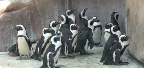 Black Footed Penguin.JPG