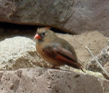 Cardinal-Female.JPG