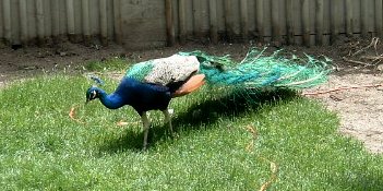 Peacock.JPG