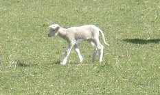 Sheep-Lamb.JPG