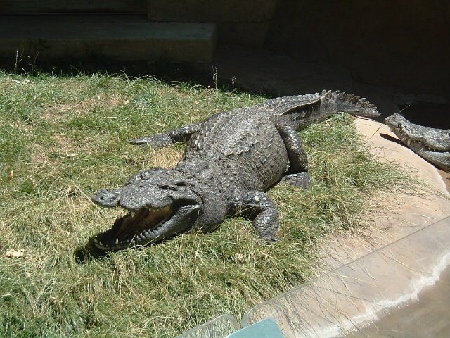 Siamese Crocodile.jpg