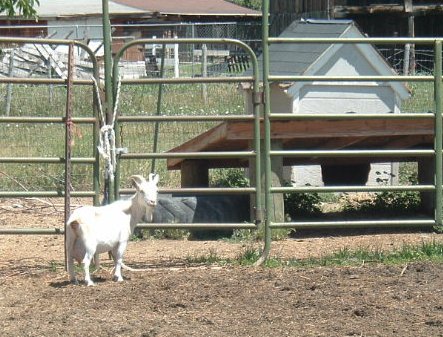 Pygmy Goat 2.jpg