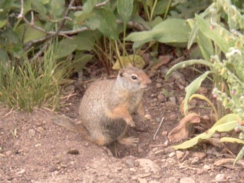 Wyoming Ground SquirrelP3.jpg