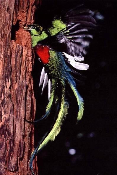Replendent Quetzal - Photo by Michael and Patricia Fogden.jpg